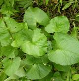 popelivka sibiřská <i>(Ligularia sibirica)</i> / List
