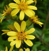 popelivka sibiřská <i>(Ligularia sibirica)</i> / Květ/Květenství