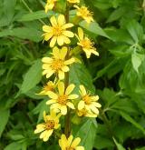 popelivka sibiřská <i>(Ligularia sibirica)</i> / Květ/Květenství