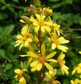 popelivka sibiřská <i>(Ligularia sibirica)</i> / Květ/Květenství