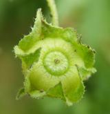 sléz přehlížený <i>(Malva neglecta)</i>