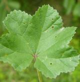 sléz přehlížený <i>(Malva neglecta)</i> / List