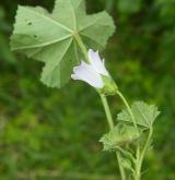 sléz přehlížený <i>(Malva neglecta)</i> / Habitus