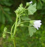 sléz přehlížený <i>(Malva neglecta)</i> / Habitus