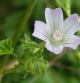 sléz přehlížený <i>(Malva neglecta)</i> / Květ/Květenství