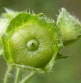 sléz lesní <i>(Malva sylvestris)</i> / Plod