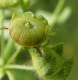 sléz lesní <i>(Malva sylvestris)</i> / Plod