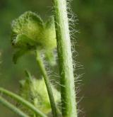 sléz lesní <i>(Malva sylvestris)</i> / Plod