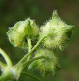 sléz lesní <i>(Malva sylvestris)</i> / Plod