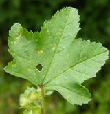 sléz lesní <i>(Malva sylvestris)</i>