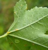 sléz lesní <i>(Malva sylvestris)</i> / List