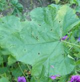 sléz lesní <i>(Malva sylvestris)</i> / List