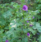 sléz lesní <i>(Malva sylvestris)</i>