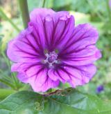 sléz lesní <i>(Malva sylvestris)</i>