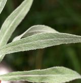 chrpa chlumní <i>(Centaurea triumfettii)</i> / List