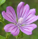 sléz lesní <i>(Malva sylvestris)</i> / Květ/Květenství