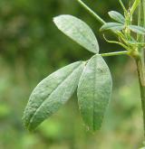 tolice setá <i>(Medicago sativa)</i>