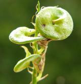 tolice setá <i>(Medicago sativa)</i> / Plod