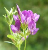 tolice setá <i>(Medicago sativa)</i> / Květ/Květenství