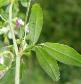 tolice setá <i>(Medicago sativa)</i> / List