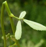komonice bílá <i>(Melilotus albus)</i> / List