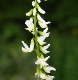 komonice bílá <i>(Melilotus albus)</i> / Květ/Květenství