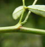 komonice bílá <i>(Melilotus albus)</i> / Stonek