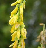 komonice nejvyšší <i>(Melilotus altissimus)</i> / Květ/Květenství