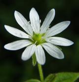 křehkýš vodní <i>(Myosoton aquaticum)</i>