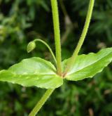 křehkýš vodní <i>(Myosoton aquaticum)</i> / List