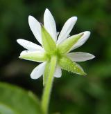 křehkýš vodní <i>(Myosoton aquaticum)</i>