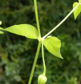 křehkýš vodní <i>(Myosoton aquaticum)</i>