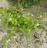 křehkýš vodní <i>(Myosoton aquaticum)</i> / Habitus