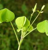 šťavel evropský <i>(Oxalis fontana)</i> / Habitus