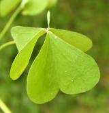 šťavel evropský <i>(Oxalis fontana)</i> / Habitus