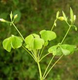 šťavel evropský <i>(Oxalis fontana)</i> / Habitus