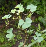 šťavel evropský <i>(Oxalis fontana)</i> / Habitus