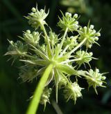 smldník bahenní <i>(Peucedanum palustre)</i> / Květ/Květenství