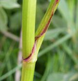 smldník bahenní <i>(Peucedanum palustre)</i> / Stonek