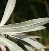 chrpa chlumní <i>(Centaurea triumfettii)</i> / List