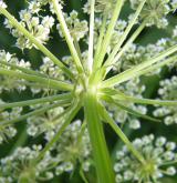 smldník bahenní <i>(Peucedanum palustre)</i> / Květ/Květenství