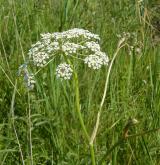 smldník bahenní <i>(Peucedanum palustre)</i> / Habitus