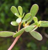 šrucha zelná <i>(Portulaca oleracea)</i>