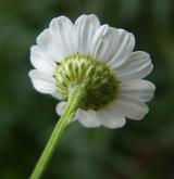 řimbaba obecná <i>(Pyrethrum parthenium)</i> / Květ/Květenství