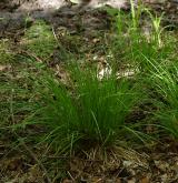 ostřice prodloužená <i>(Carex elongata)</i> / Habitus