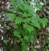 samorostlík klasnatý <i>(Actaea spicata)</i> / Habitus