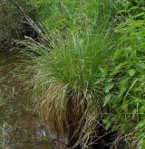 ostřice latnatá <i>(Carex paniculata)</i> / Habitus