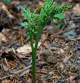 vratička heřmánkolistá <i>(Botrychium matricariifolium)</i>
