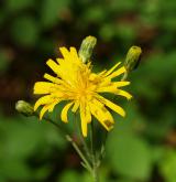 jestřábník hladký <i>(Hieracium laevigatum)</i> / Květ/Květenství