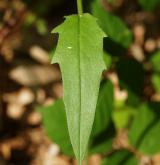 jestřábník hladký <i>(Hieracium laevigatum)</i> / List